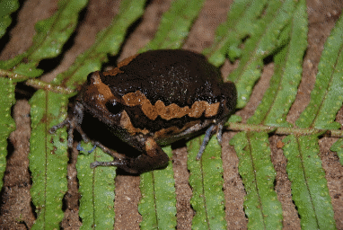 Image of Kaloula Pulchra frog